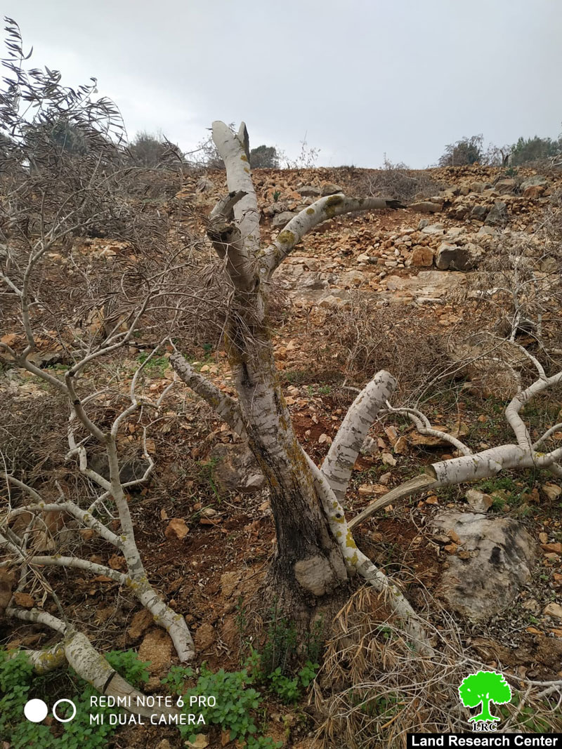 إتلاف عشرات أشجار الزيتون في قرية ياسوف / محافظة سلفيت