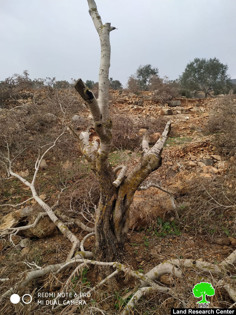 إتلاف عشرات أشجار الزيتون في قرية ياسوف / محافظة سلفيت