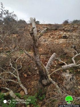 إتلاف عشرات أشجار الزيتون في قرية ياسوف / محافظة سلفيت