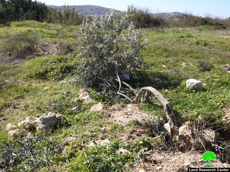 الاحتلال يقتلع أشجار ويجرف أراضي في بيت أمر شمال الخليل