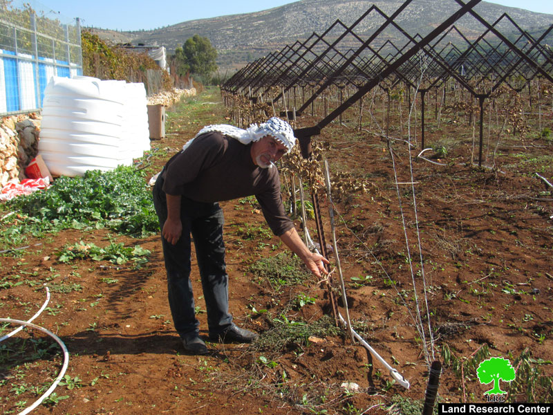 إتلاف 400 غرسة عنب ويعتدون على الممتلكات الفلسطينية في بلدة ترمسعيا / محافظة رام الله