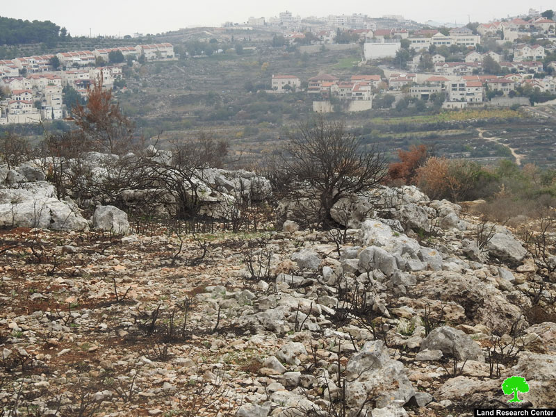 مستعمرو “أفرات” يحرقون 60 شجرة زيتون في بلدة الخضر / محافظة بيت لحم