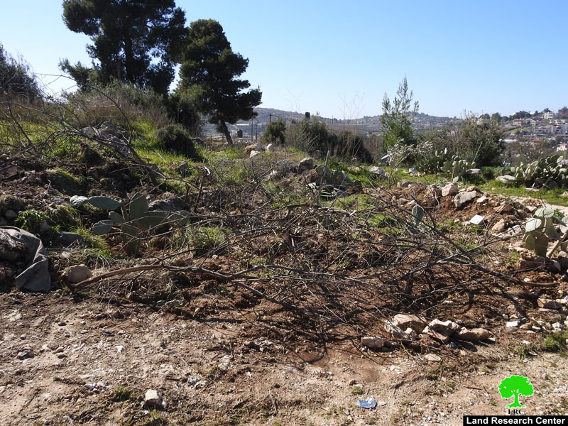 الاحتلال يقتلع أشجار ويجرف أراضي في بيت أمر شمال الخليل