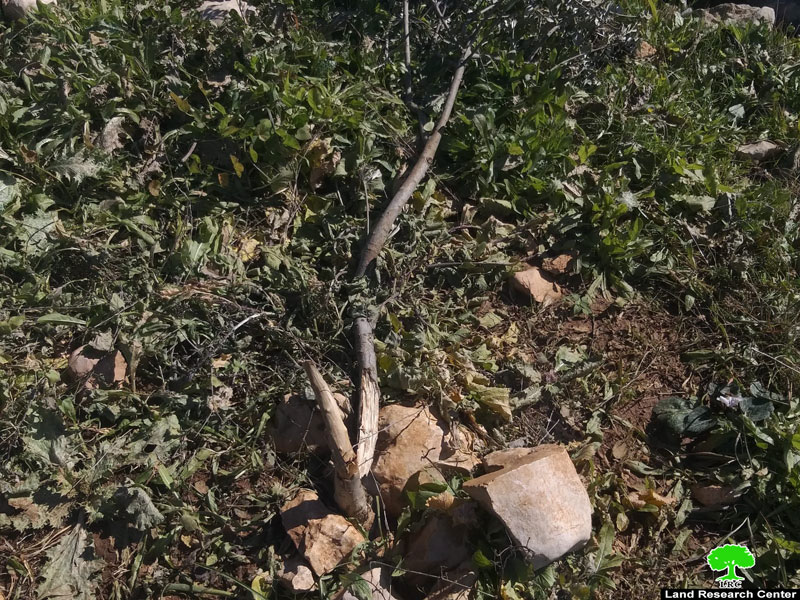 Palestinian farmers attacked by Colonists east Al-Shuyoukh/ Hebron Governorate