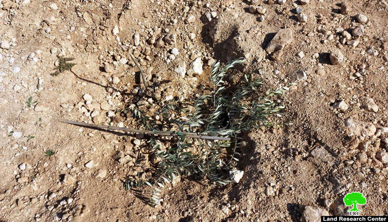 مستعمرون يقتلعون أشتال الزيتون من أراضي المواطنين في شعب البطم جنوب الخليل