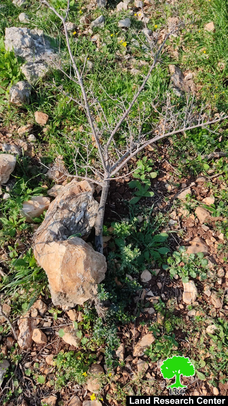 قطع وتخريب 85غرسة زيتون في قرية شوفة بمحافظة طولكرم