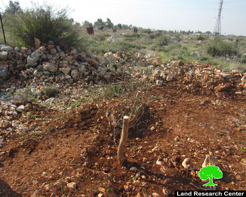 The Israeli Military Occupation ravages and confiscates 110 olive seedlings in Salfit Governorate of the West Bank