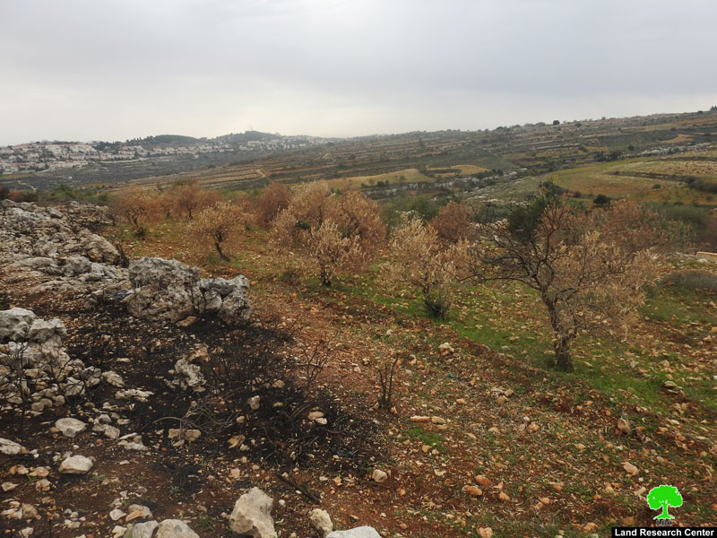 Efrat colonists set fire to 60 Olive trees in Al-Khader / Bethlehem governorate