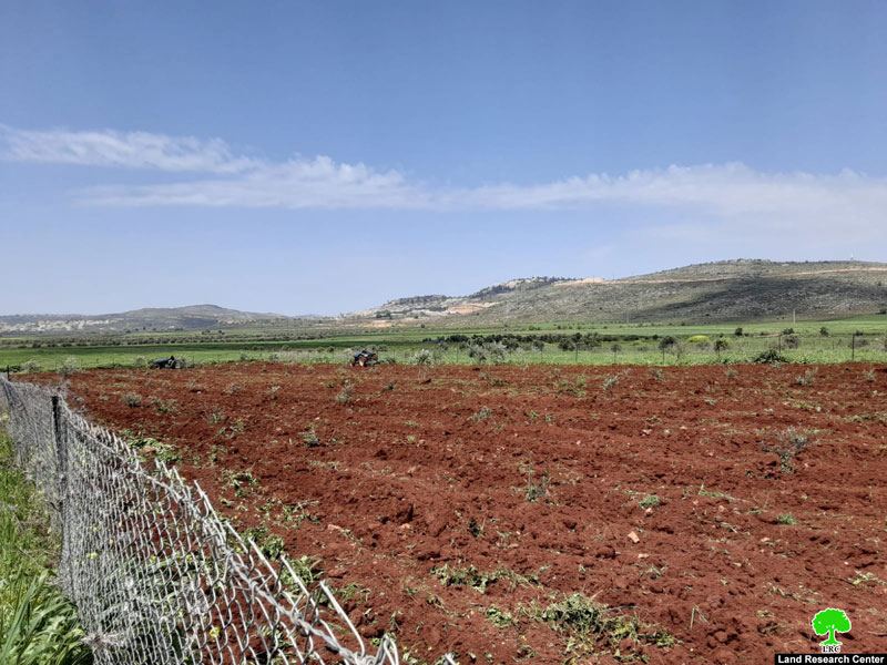 ‘Adei Ad colonists carry out another attack against Farmer ‘Awad Turmus’ayya / Ramallah governorate