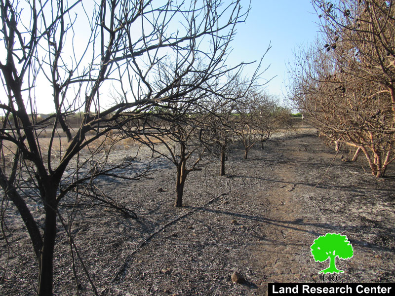 Israeli Occupation Forces set 13 agricultural dunums ablaze in Qalqilya governorate
