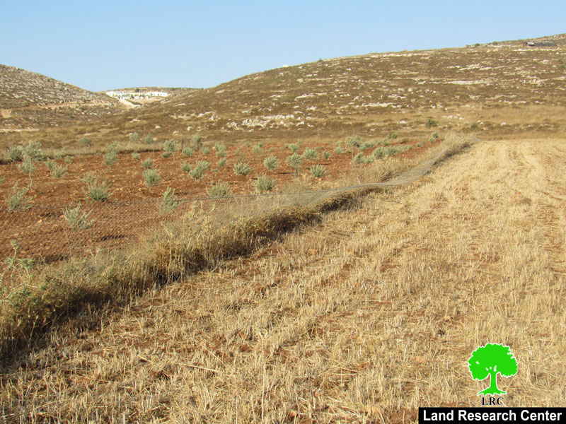 Colonists Sabotage a Siege and loot agricultural tools in Turmus’syya town / Ramallah governorate