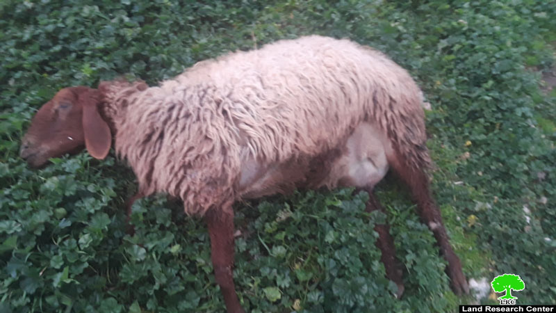 مستعمرين يقومون بدهس مجموعة من الخراف في خربة جبعيت بمحافظة الله