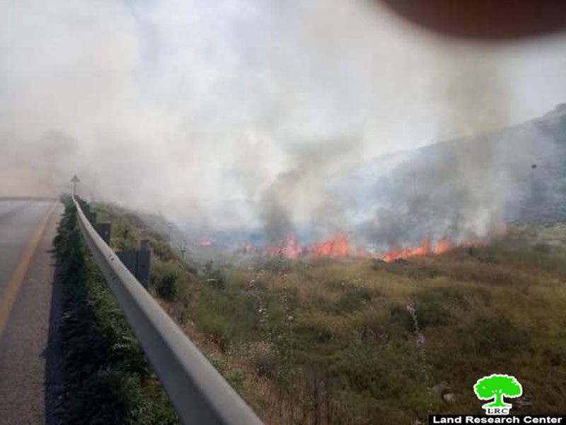 Innab colonists set fire to 400 dunums of olive groves in Ramin village / Tulkarm