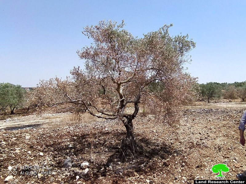 Setting fire to 103 olive trees in Dhohor Al-‘Abed / Jenin governorate