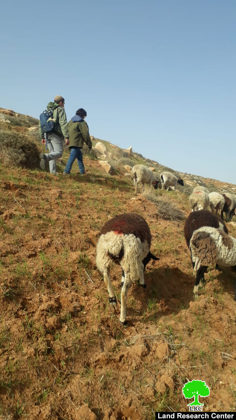 مستعمرون يعتدون على أراضٍ زراعية في بلدة بني نعيم جنوب الخليل