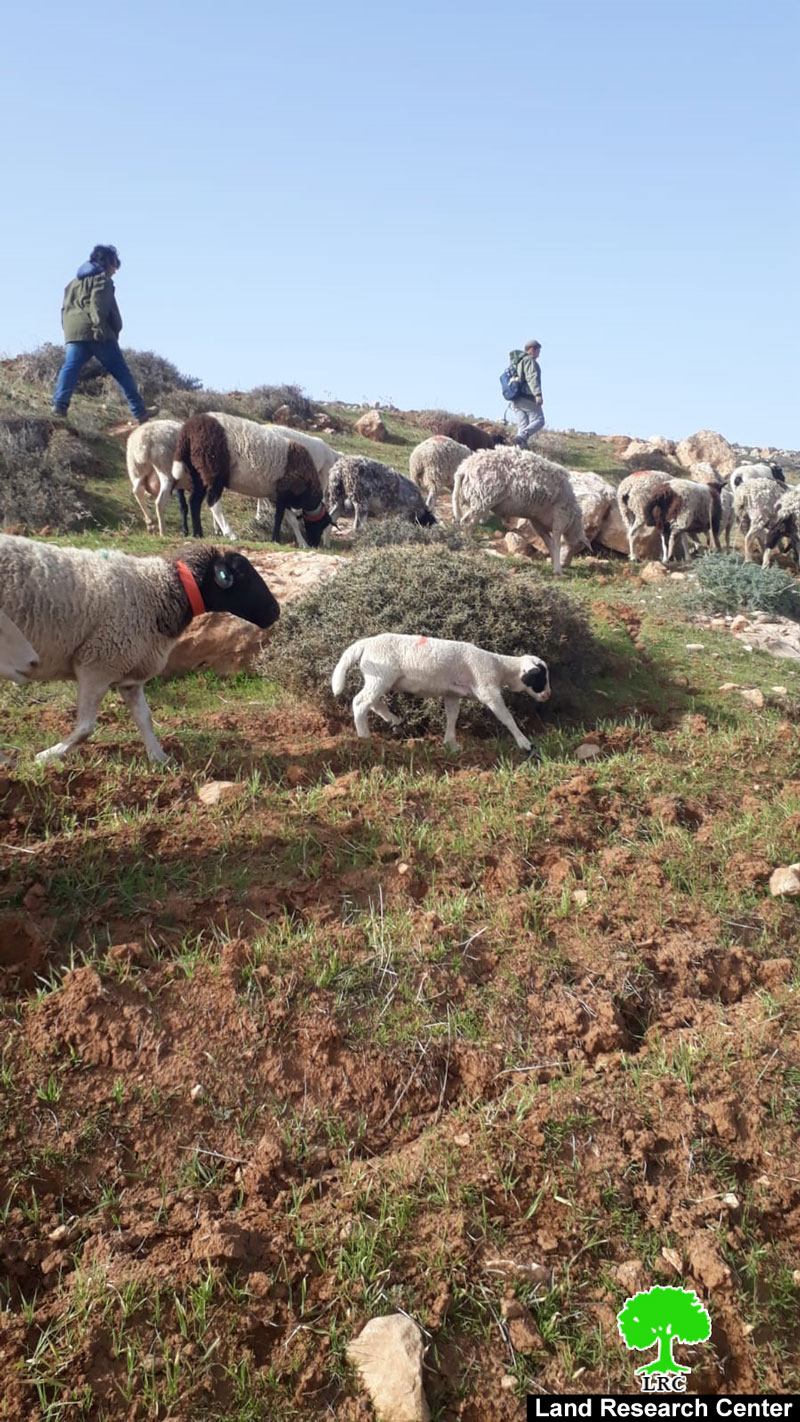 مستعمرون يعتدون على أراضٍ زراعية في بلدة بني نعيم جنوب الخليل