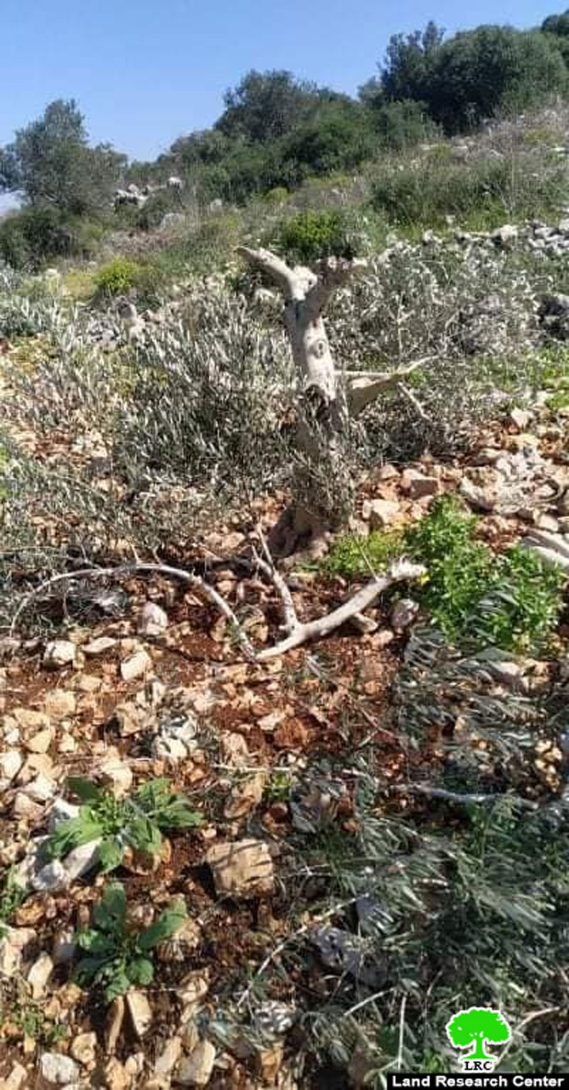Thirty olive trees sawed down by Brochin settlers in the town of Kafr Ad-Dik, Salfit governorate