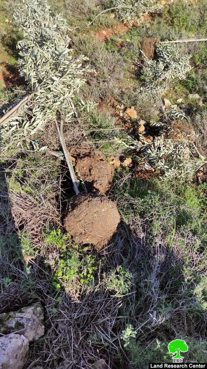 Olive seedlings and metal corners stolen by settlers in  Bruqin village land – Salfit governorate