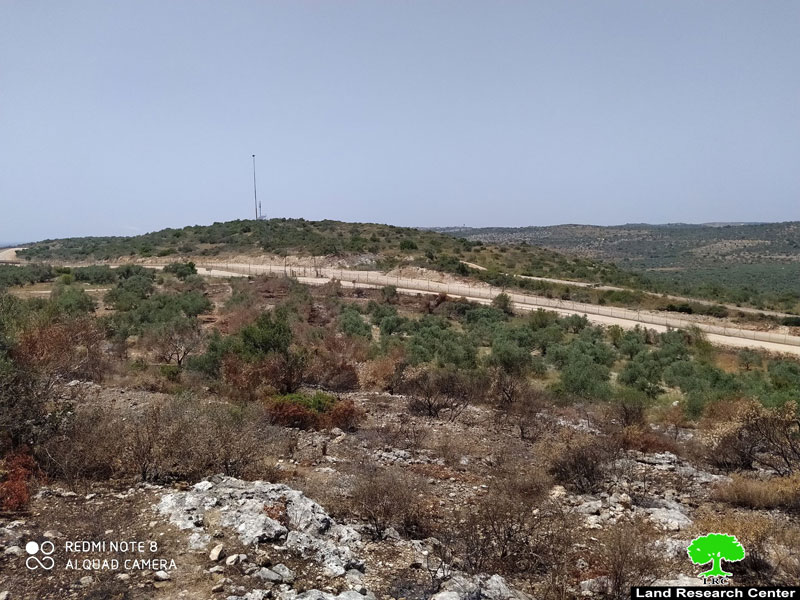 Israeli Occupation Forces torch 103 olive trees in Jenin governorate