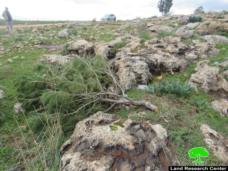 الاحتلال يقطع مئات الأشجار الحرجية والزيتون في منطقة عينون بمحافظة طوباس