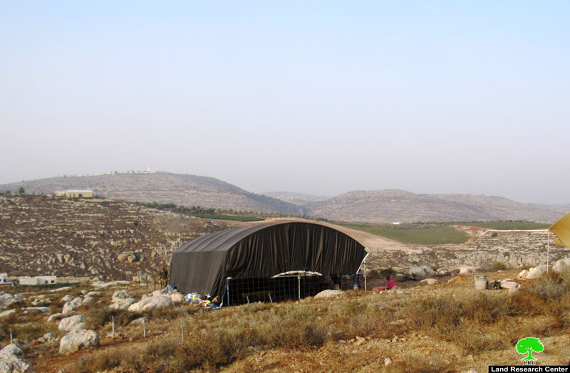 150 Olive and Almond Saplings Sabotaged in Sinjil town / Ramallah governorate