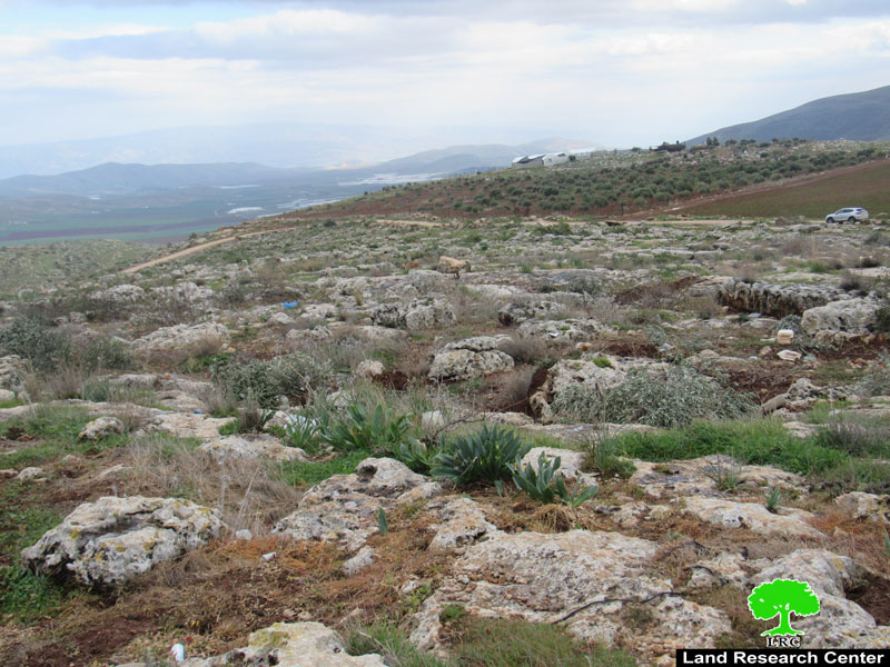 The Occupation Uproots Tens of Saplings in Khirbet ‘Einun \ Tubas Governorate