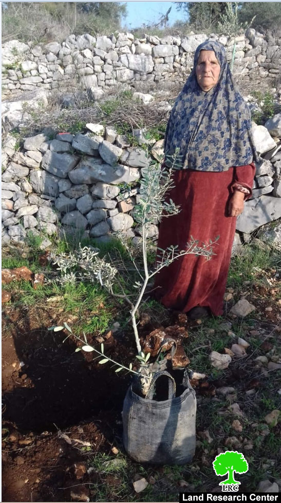 Colonists Down 11 Olive trees in Kafr Ad-Dik town / Salfit Governorate