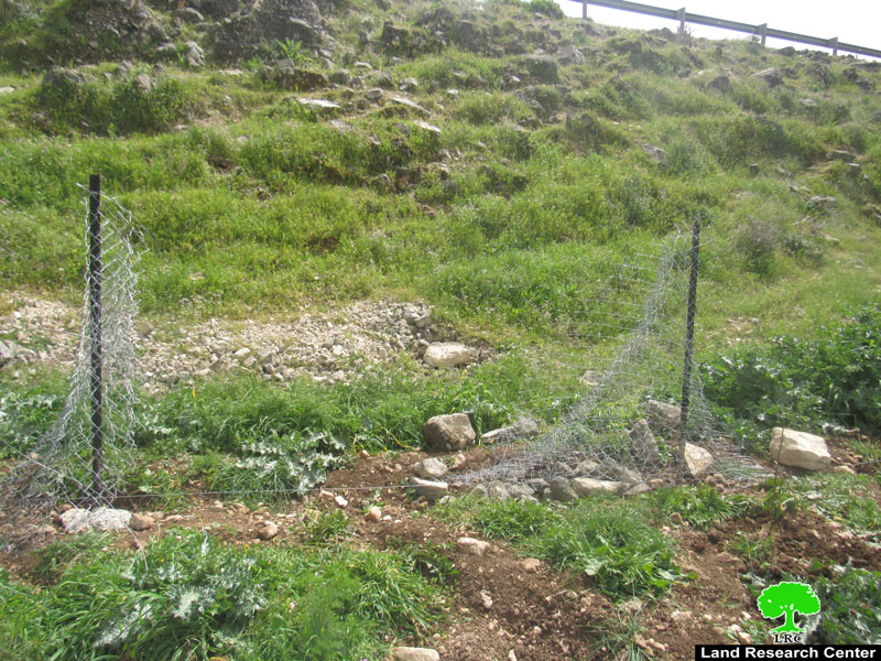 Colonists gangs uproot Almond Saplings and Destroy a Siege in Deir Nitham / Ramallah governorate