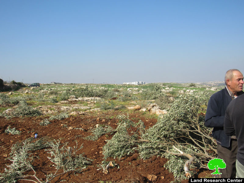 Hundreds of Olives and Almond Saplings Uprooted from Deir Ballut groves \ Salfit governorate