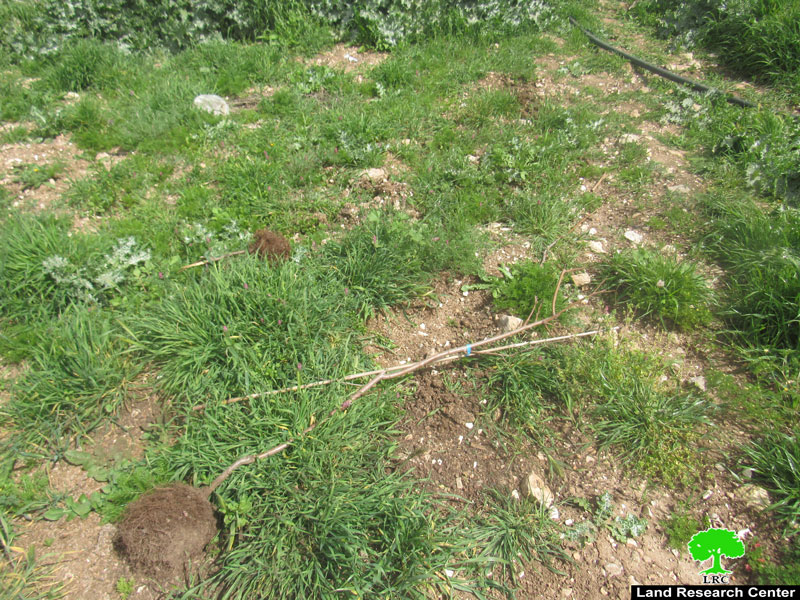 Colonists gangs uproot Almond Saplings and Destroy a Siege in Deir Nitham / Ramallah governorate