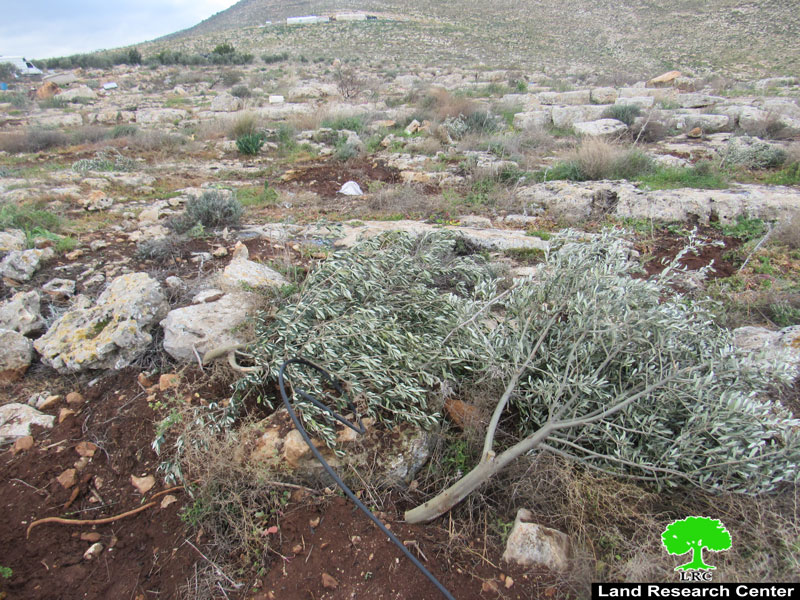 The Occupation cut down Hundreds of Forest and Olive trees in ‘Einun Area / Tubas Governorate