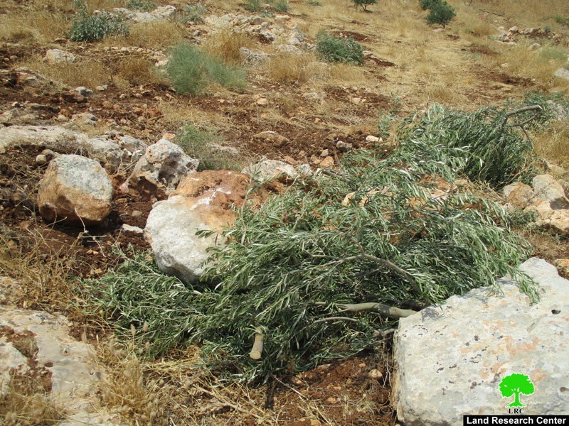 Revava Colonists Sabotage 13 Olive Saplings in Haris Village