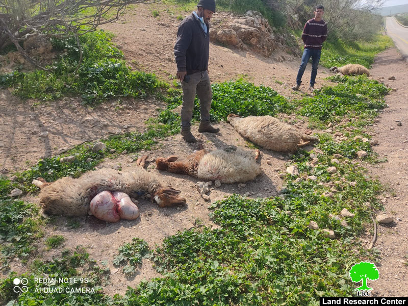 مستعمر اسرائيلي يدهس عدداً من رؤوس الماشية في منطقة عين حلوة / محافظة طوباس