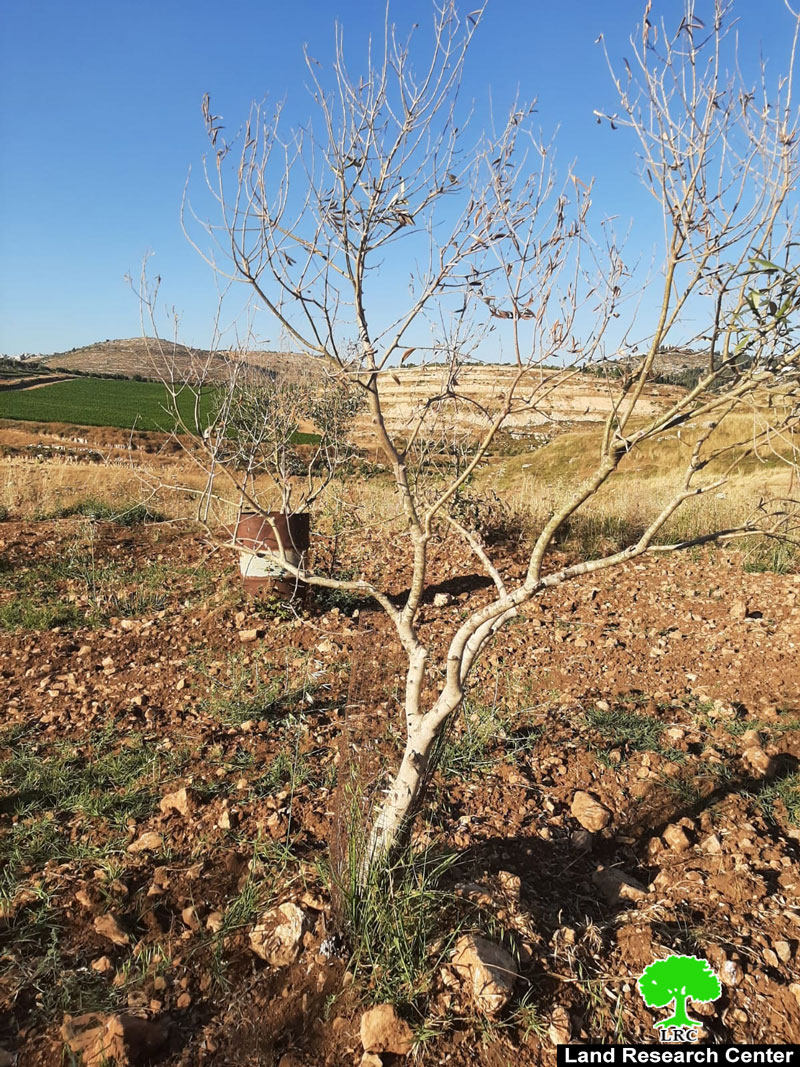 Olive trees Poisoned in Sinjil town / Ramallah Governorate