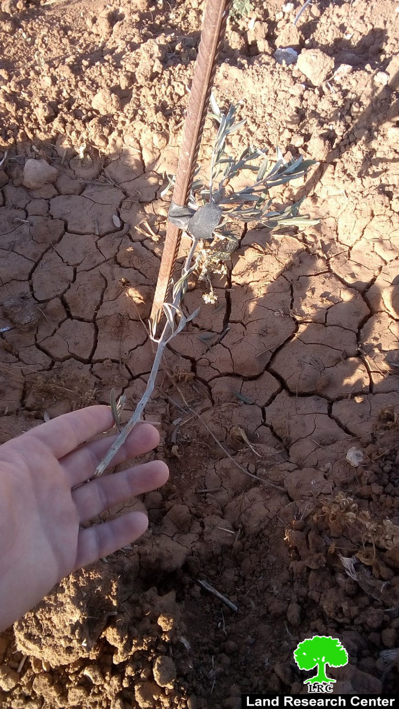 Israeli Illegal Colonists Uproot 100 Olive Saplings in Haribat An-Nabi area – Yatta / Hebron Governorate