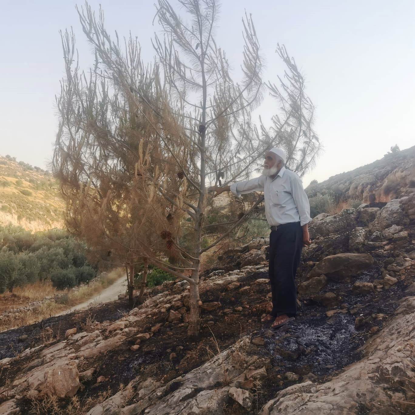 Colonists Set Fire to Olive Trees at Ar-Rihiya village south Hebron
