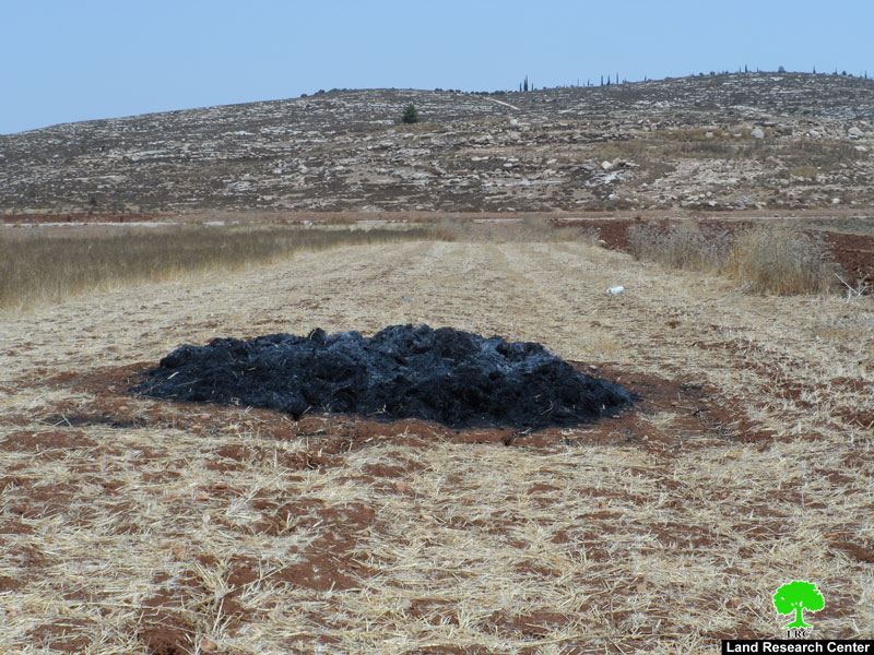 مستعمرو “عادي عاد” يشعلون النيران في حقول القمح في قرية المغير بمحافظة رام الله