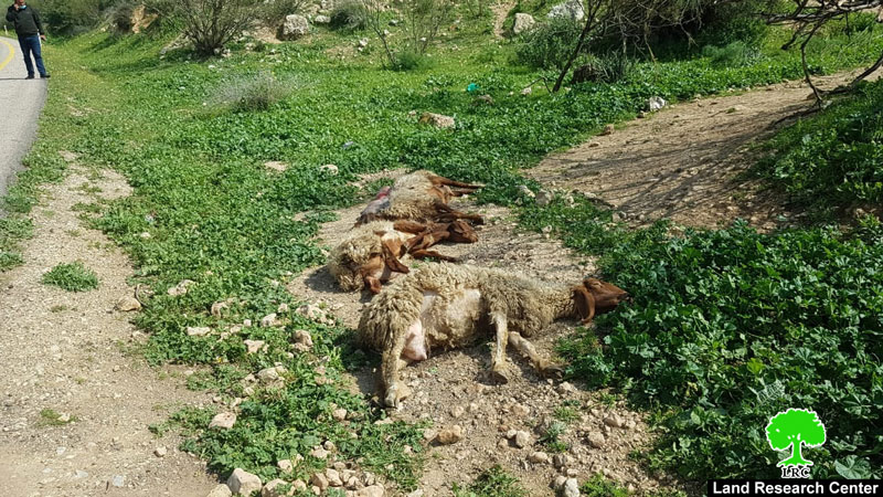 An Israeli Colonist Runs Over a Number of Heads of Sheep in ‘Ein Al-Hilweh/ Tubas Governorate