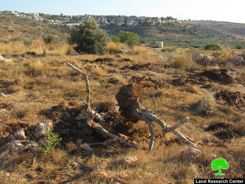 100 Olive Saplings Uprooted in Jayyous town / Qalqilya Governorate