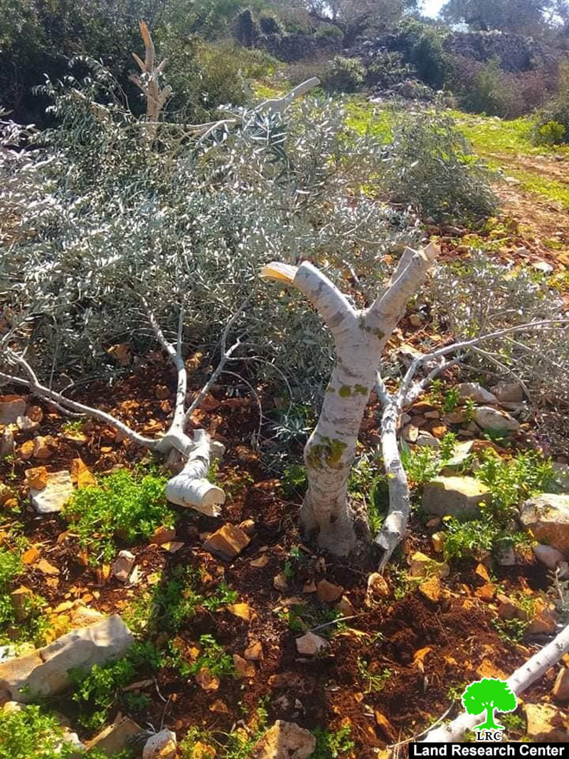 مستعمرو مستعمرة “بروخين” يعدمون 30 شجرة زيتون في بلدة كفر الديك بمحافظة سلفيت