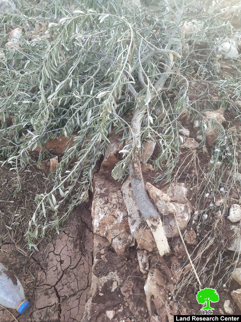 The Israeli Occupation uproot 95 olive saplings and Destroy Agricultural Structures in Kafr Ad-Dik village / Salfit Governorate