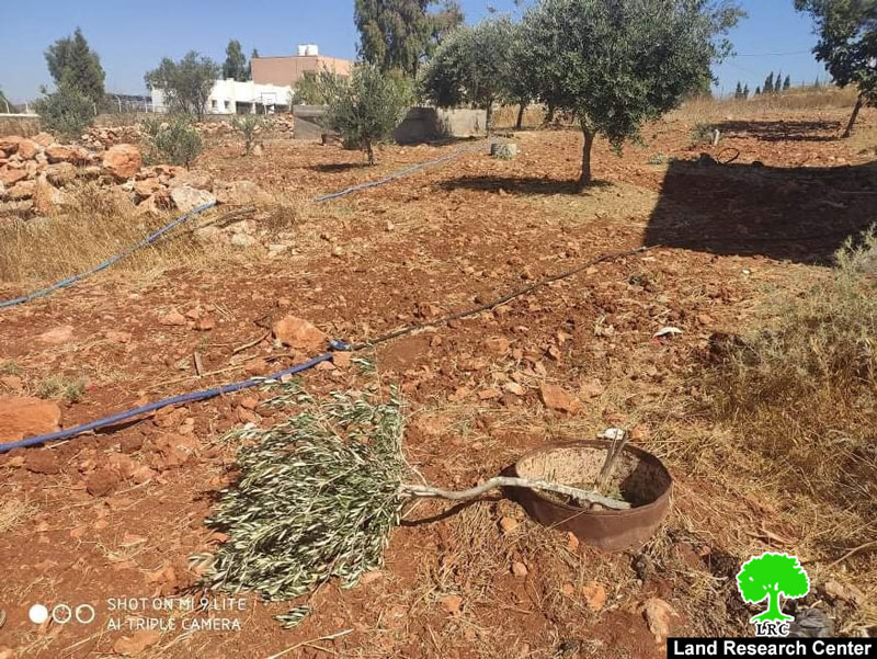 Colonists attack a farm in Jaloud village / Nablus Governorate