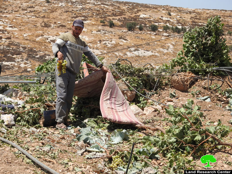 The Israeli Occupation Ravages a Plot in Wad As-Samn south Hebron