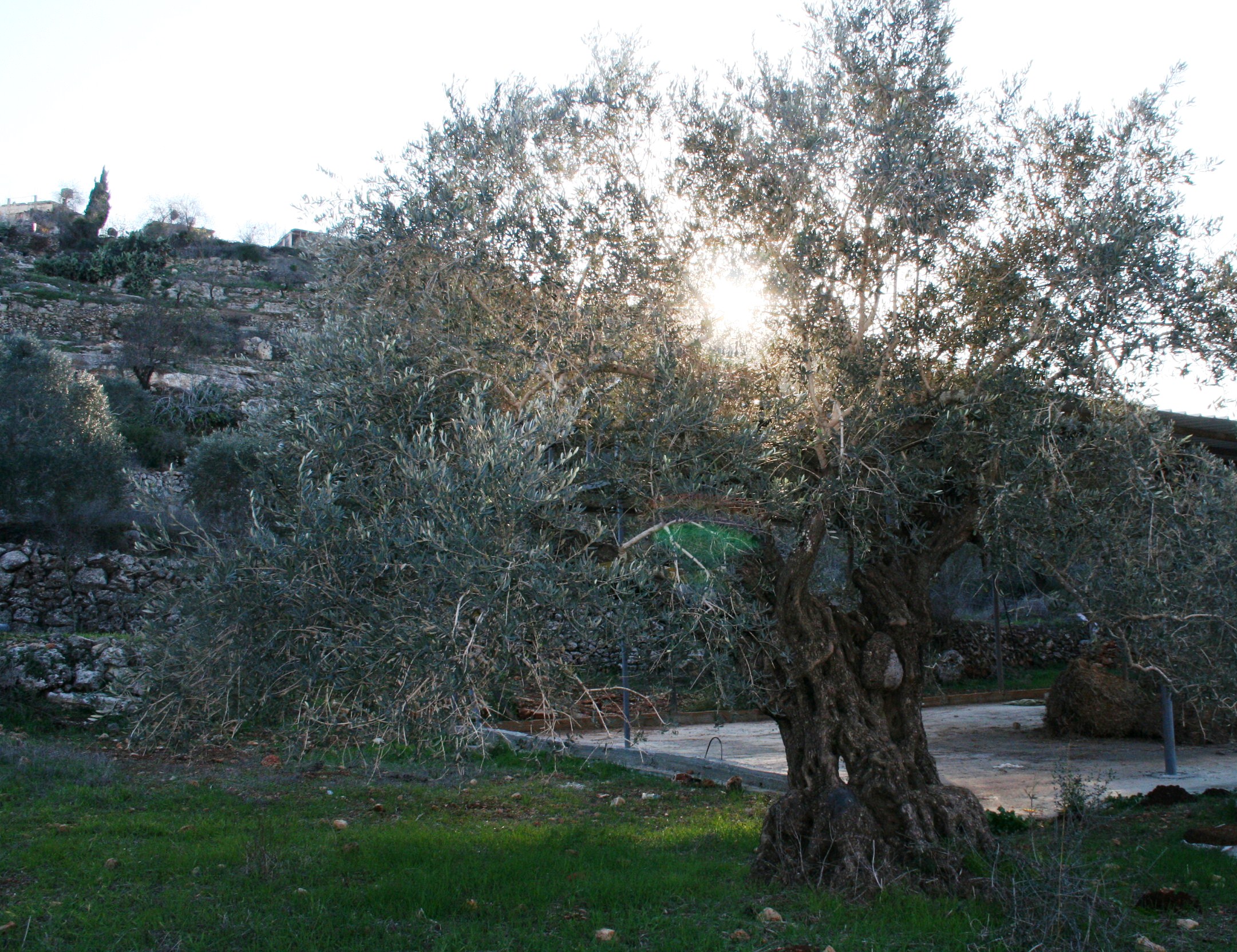 Unholy Communion between the Israeli Settlers and the Israeli Army to Wage War on Palestinian Olive Groves