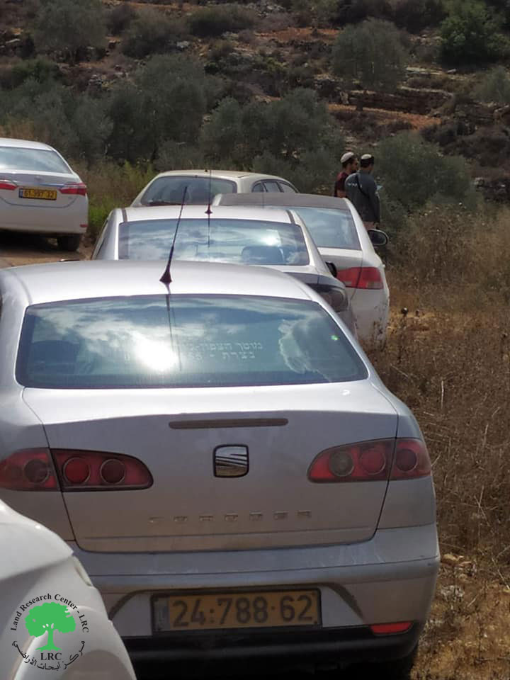 Israeli Illegal Colonists Steal Olive Harvest in Salfit Governorate