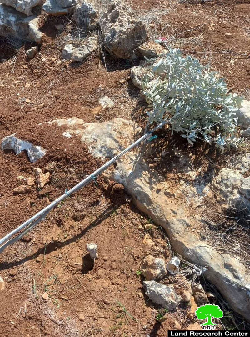 المستعمرون يقطعون 100 شتلة زيتون في الطيبة شرق ترقوميا بمحافظة الخليل