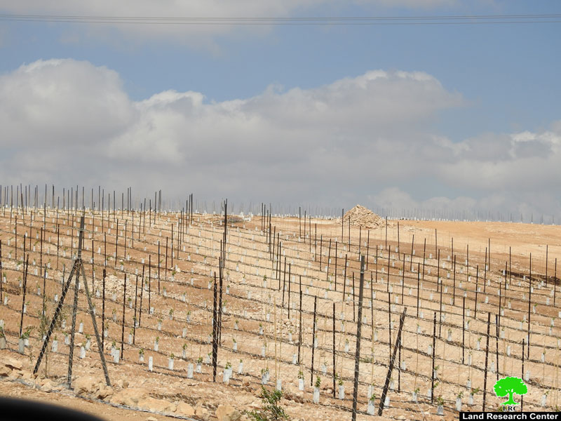 المستعمرون يزرعون أراضي المواطنين بأشتال العنب في العين البيضا شرق يطا / محافظة الخليل