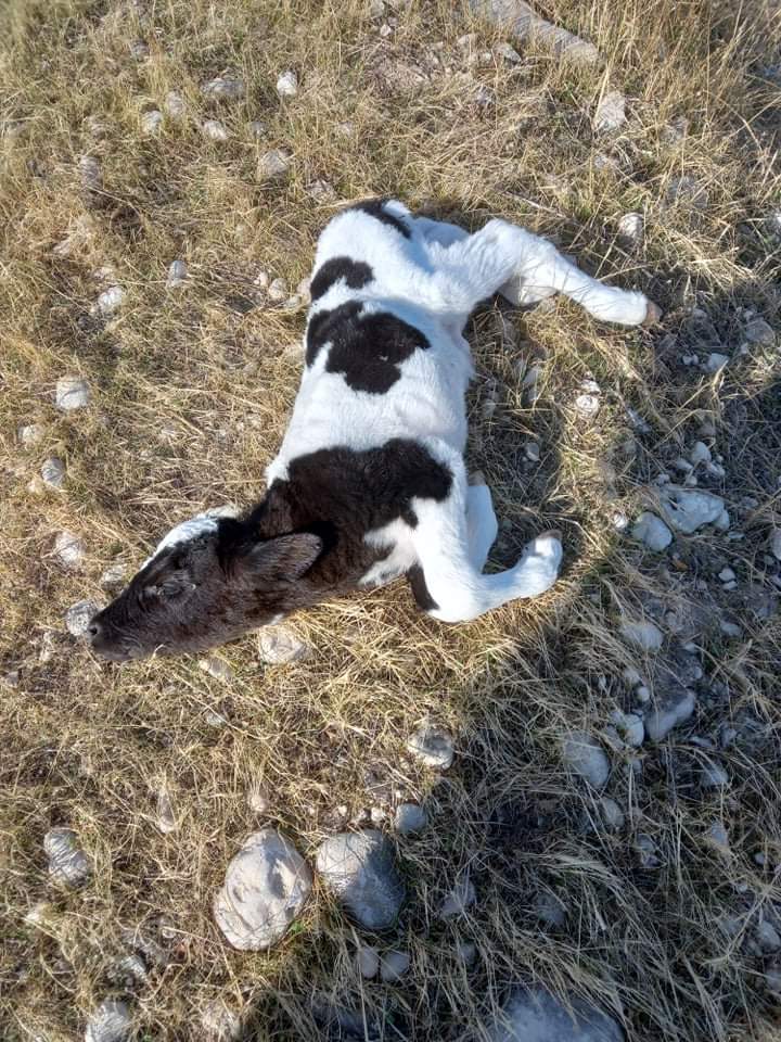 Israeli Illegal Colonist Runs Tractor over Three Calves in Umm Al-‘Abour area /Tubas Governorate