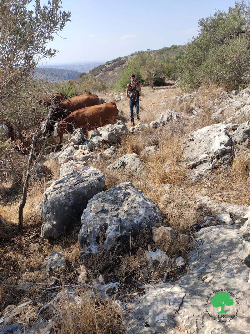 مع بدء موسم القطاف … مستعمرون يطلقون قطيعاً من الأبقار في حقول زيتون قرية كفر ثلث / محافظة قلقيلية