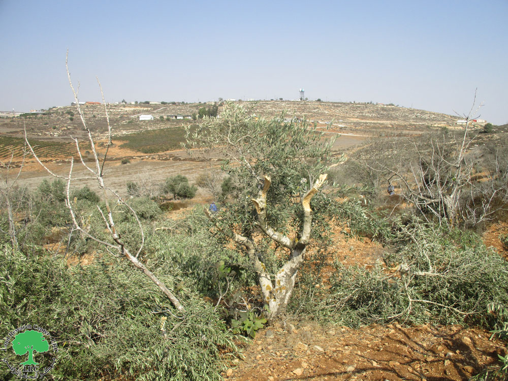 مستعمرو” عادي عاد” يقتلعون أشجار الزيتون في منطقة الظهرات  ببلدة ترمسعيا / محافظة رام الله